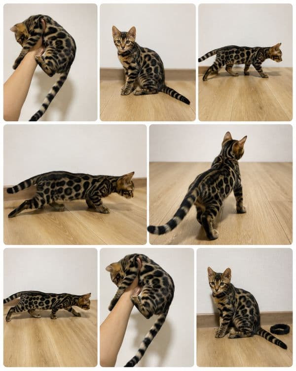 Bengal mushuk бенгальский котик — 2