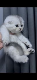 Шотланский вислоухий котенок серебристая шиншила