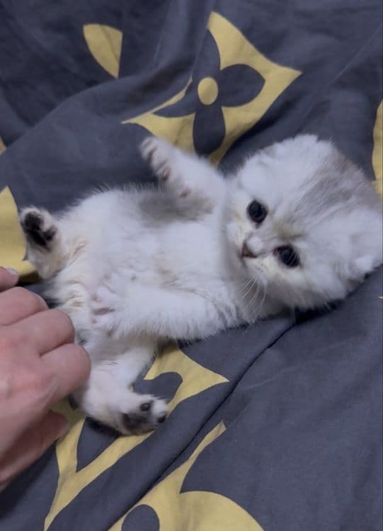 Шотланский вислоухий котенок серебристая шиншила — 2