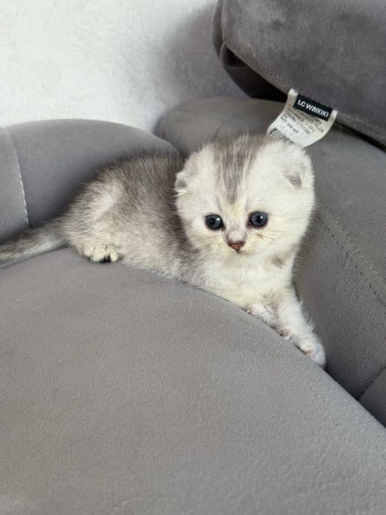 Шотланский вислоухий котенок серебристая шиншила — 3