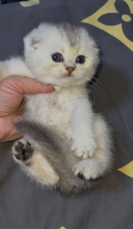 Шотланский вислоухий котенок серебристая шиншила — 4