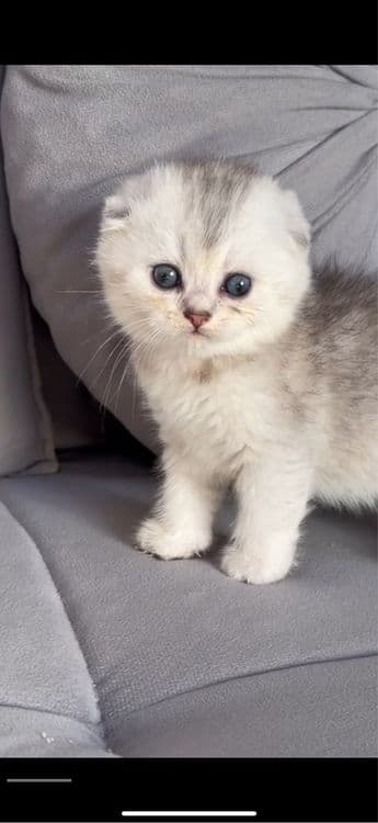 Шотланский вислоухий котенок серебристая шиншила — 5