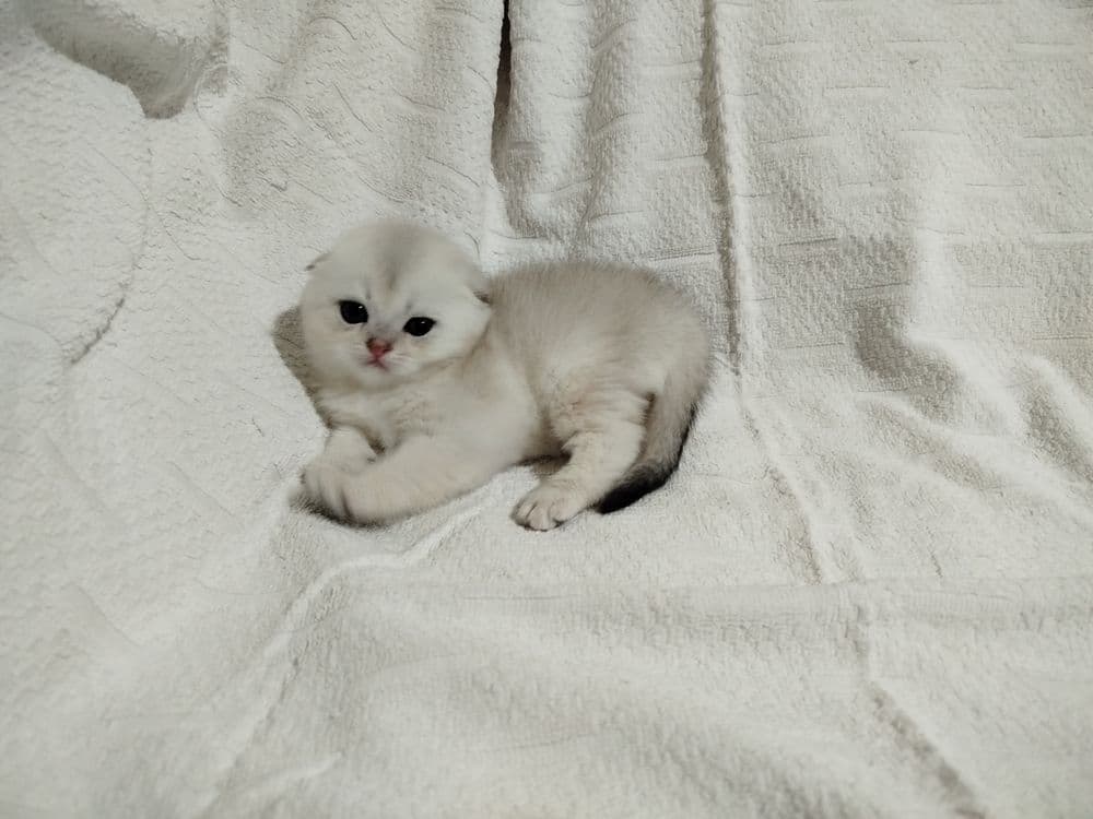 Продаются очаровательные девочки — 3