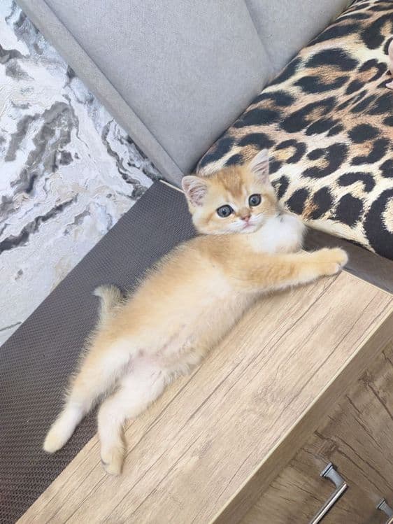 Oltin shinchilla (золотистый шиншилла) — 2