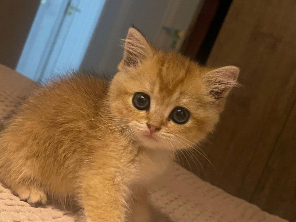 Oltin shinchilla (золотистый шиншилла) — 3