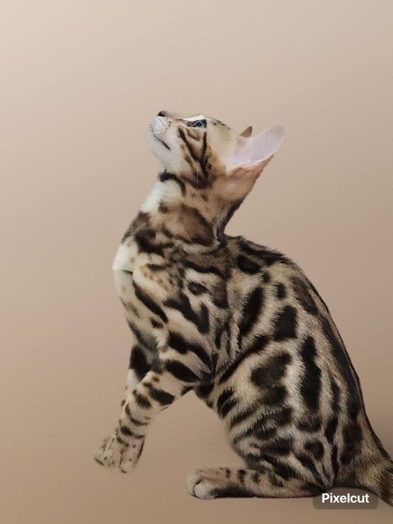 Qiz Bengal mushuk — 2