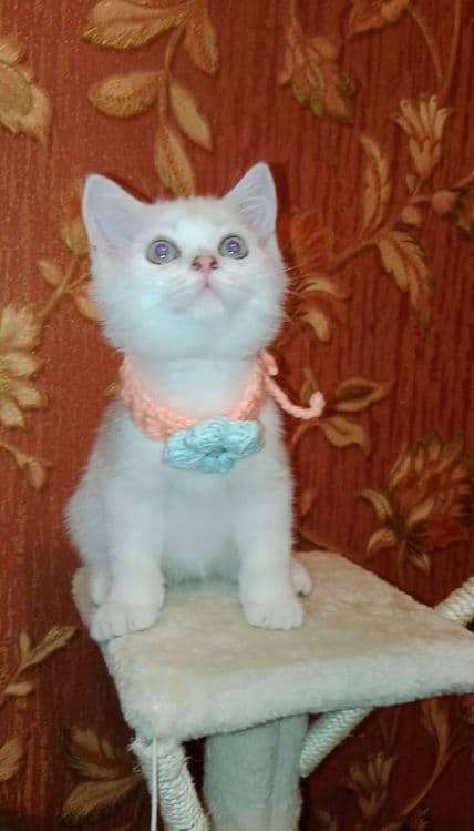 Роскошные котята, ухоженные, растут в любви на хорошем питании — 2