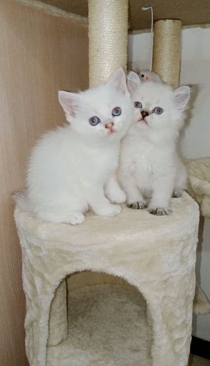Роскошные котята, ухоженные, растут в любви на хорошем питании — 4