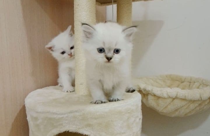 Роскошные котята, ухоженные, растут в любви на хорошем питании — 5