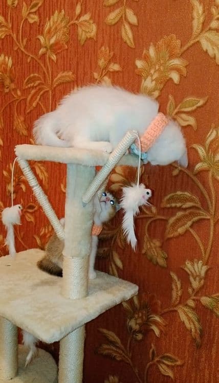 Роскошные котята, ухоженные, растут в любви на хорошем питании — 7