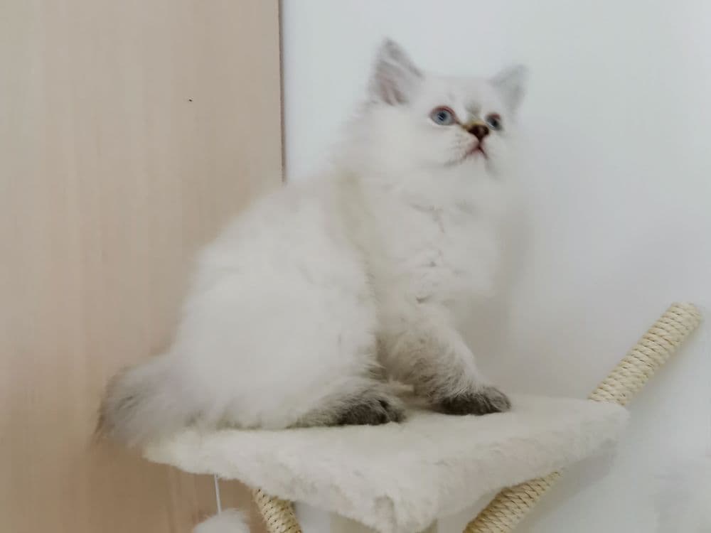 Самые красивые патсаны — 4