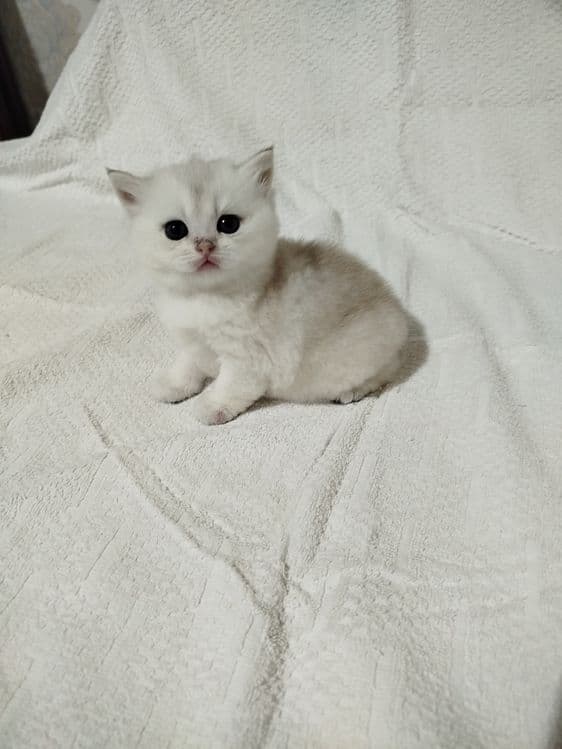 Продаются очаровательные девочки Scottish fold  и Scottish  strait. — 2