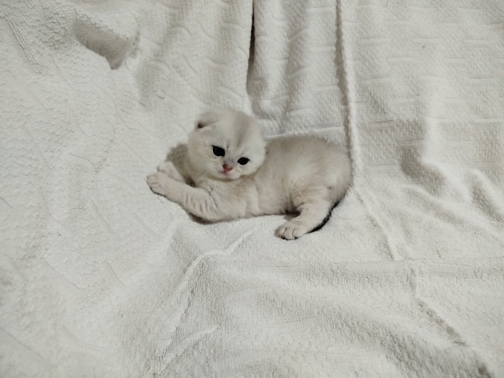 Продаются очаровательные девочки Scottish fold  и Scottish  strait. — 4
