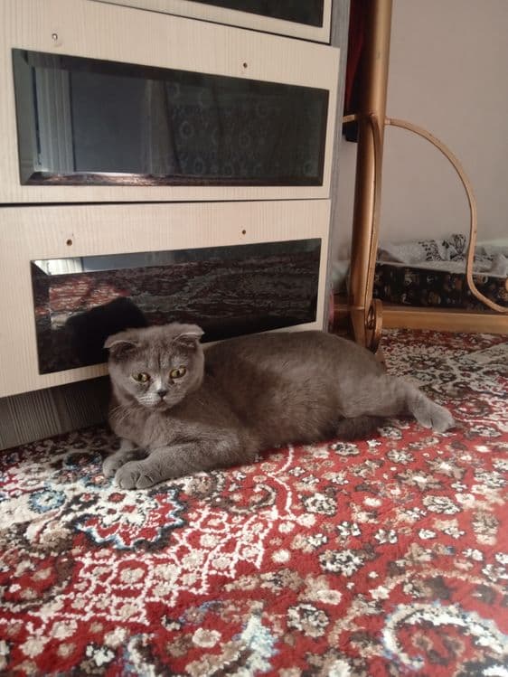 Продается беременная Кошка шотландская вислоухая (скоттиш-фолд). — 2