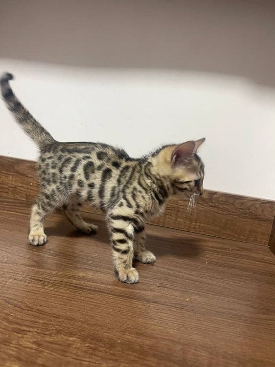 Toza bengal mushugi — 4