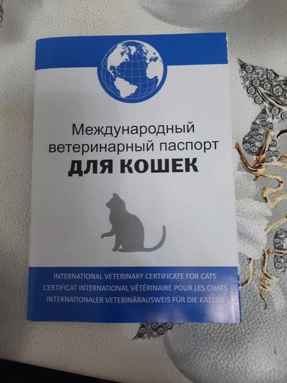 Сибирская кошка (Кот) — 5