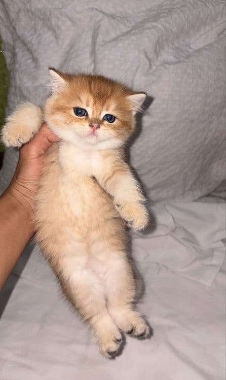 Британска золотая шиншила — 3