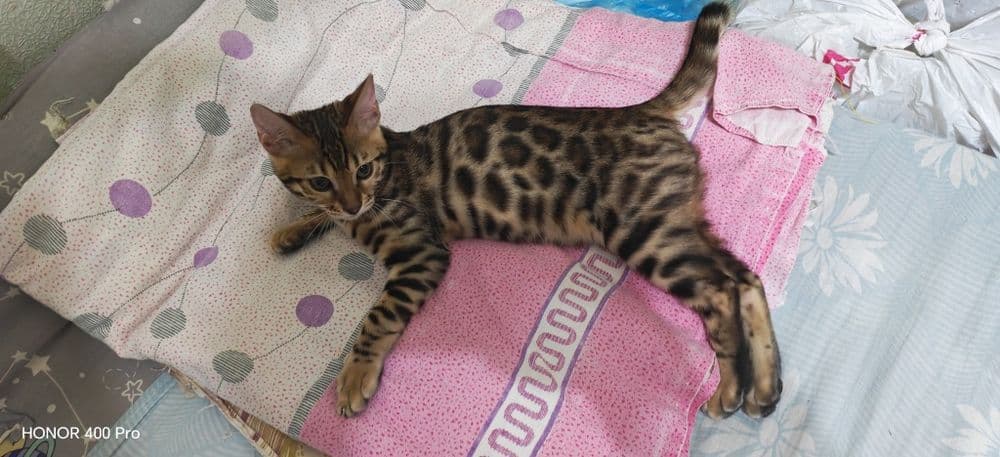 Бенгальский котенок,девочка