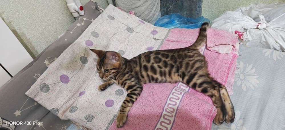 Бенгальский котенок,девочка — 2