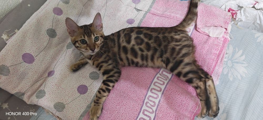 Бенгальский котенок,девочка — 3
