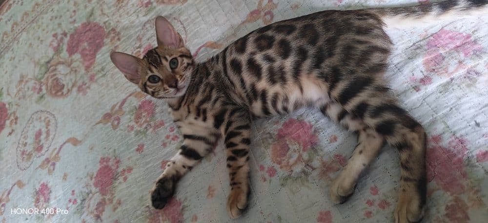 Бенгальский котенок,девочка — 4
