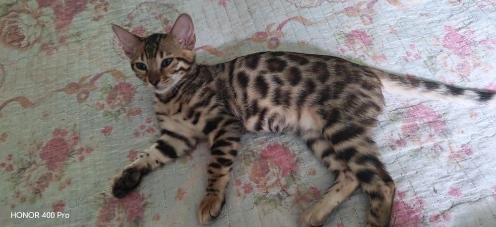 Бенгальский котенок,девочка — 5