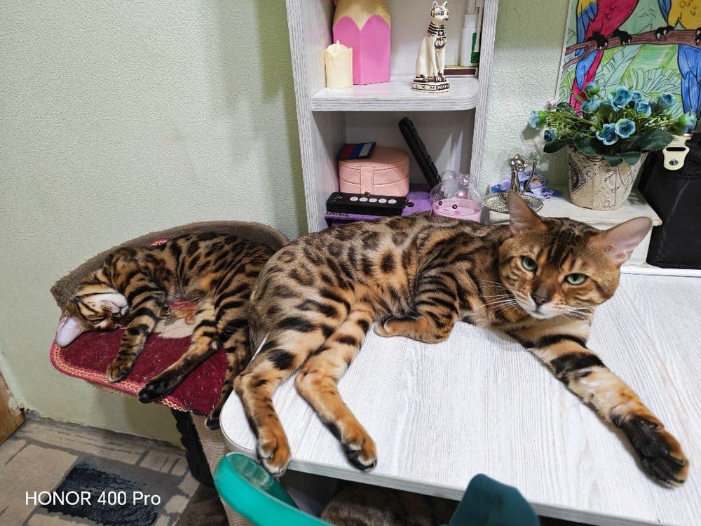 Бенгальский котенок,девочка — 7