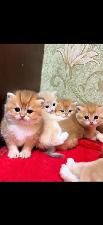 Британская золотая шиншила — 3