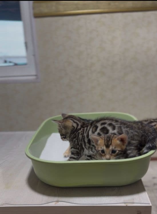 Бенгалские котята