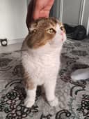 Scottish Fold mushugi