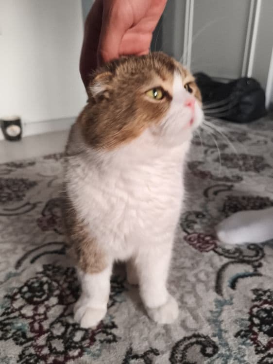 Scottish Fold mushugi — 1