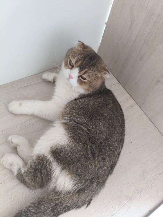 Scottish Fold mushugi — 2