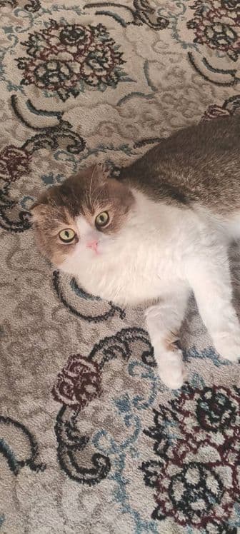 Scottish Fold mushugi — 3