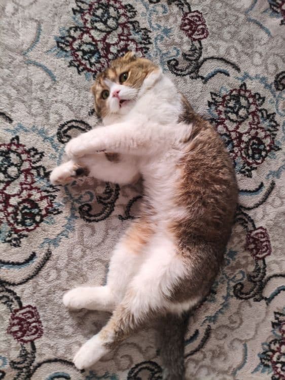 Scottish Fold mushugi — 4