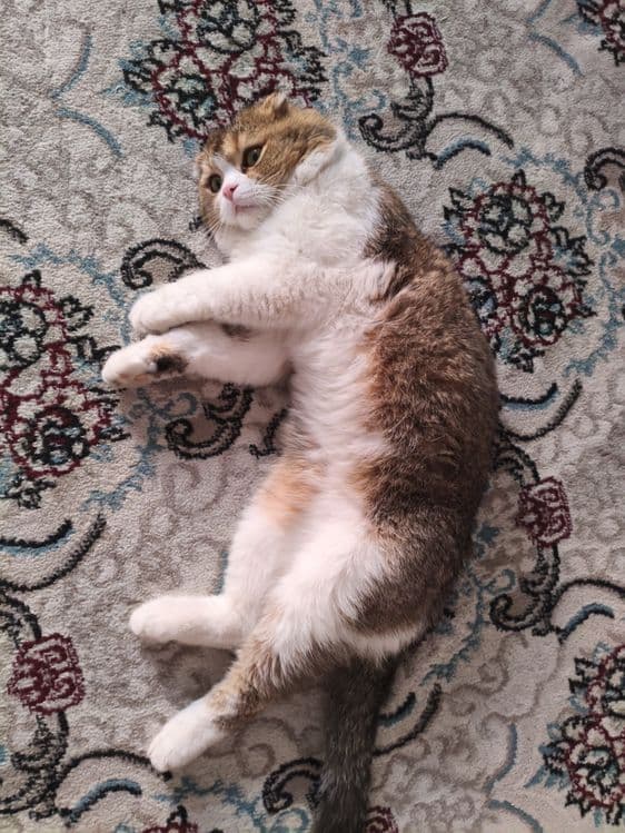 Scottish Fold mushugi — 5