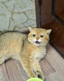 Золотая шиншилла скоттиш страйт мальчик 1.5 годик здоровый