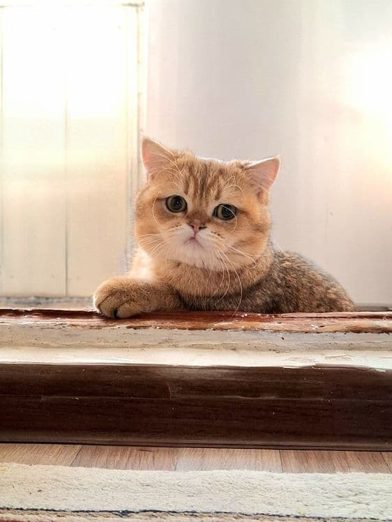 Золотая шиншилла скоттиш страйт мальчик 1.5 годик здоровый — 4