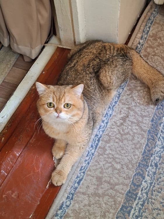 Золотая шиншилла скоттиш страйт мальчик 1.5 годик здоровый — 5