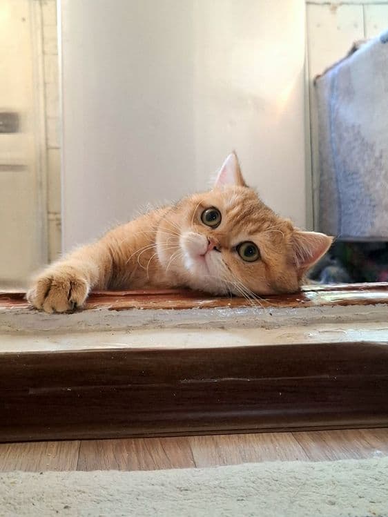 Золотая шиншилла скоттиш страйт мальчик 1.5 годик здоровый — 6