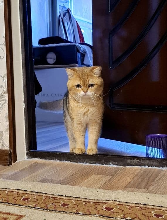 Золотая шиншилла скоттиш страйт мальчик 1.5 годик здоровый — 8