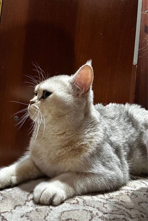 British Shorthair — 2