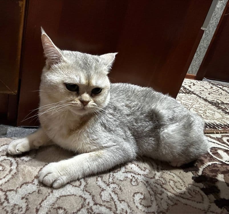 British Shorthair — 3