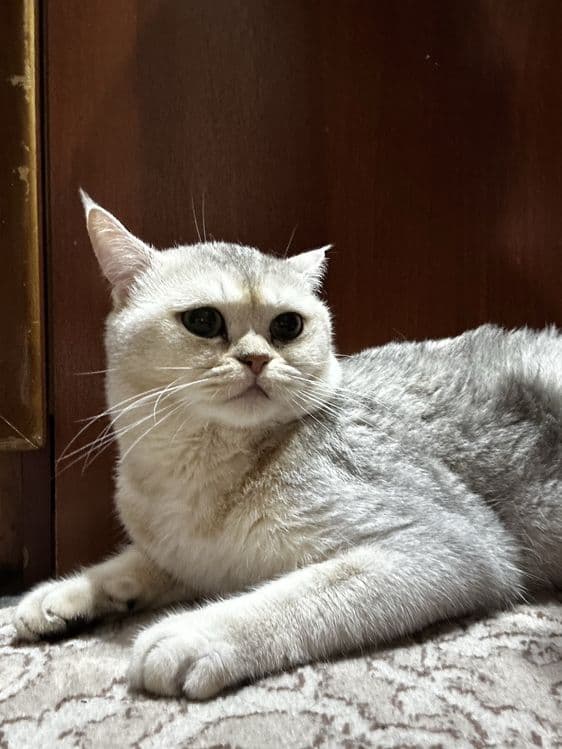 British Shorthair — 4