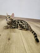 Bengal mushukcha