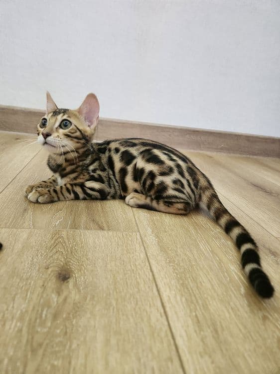 Bengal mushukcha