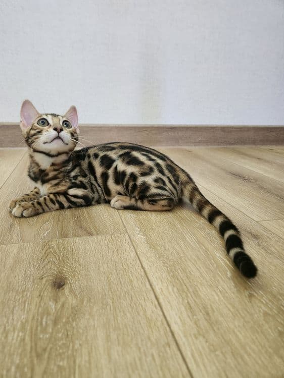 Bengal mushukcha — 2