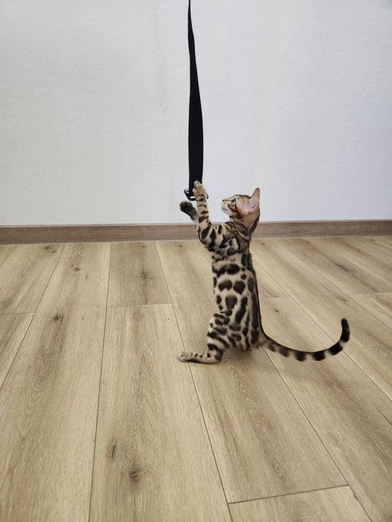 Bengal mushukcha — 3