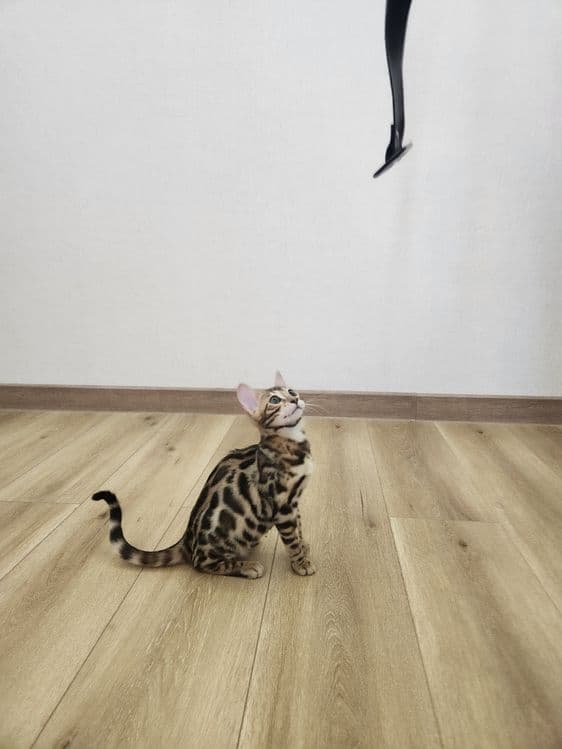 Bengal mushukcha — 4