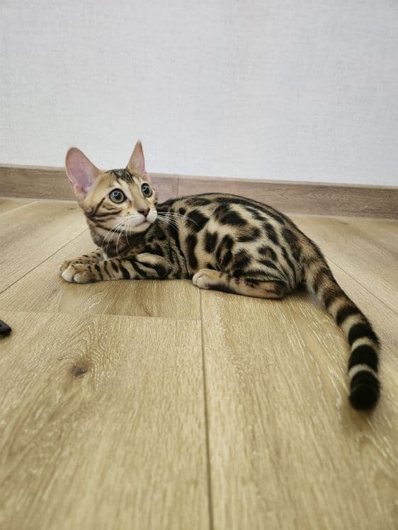 Bengal mushukcha — 5