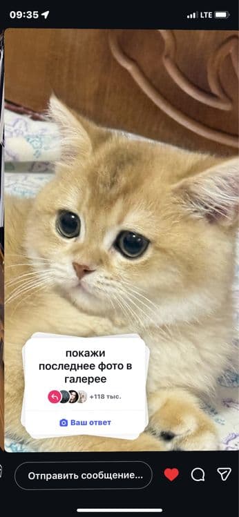 Британская шиншила — 1